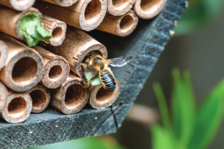 Leaf cutter solitary bee closing nest in wooden bee hotel
